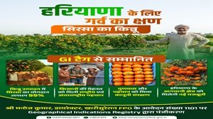 सिरसा किन्नू